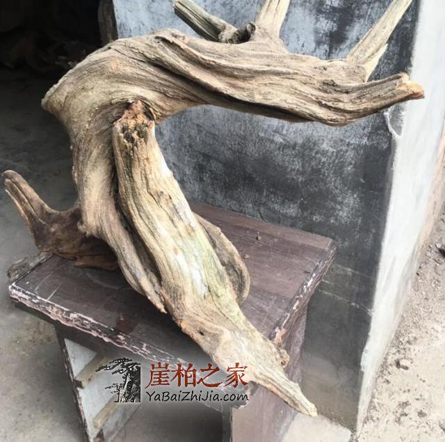 长在悬崖边的就一定是崖柏吗?-4