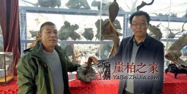 河南新乡崖柏展,精品崖柏不断成交-2