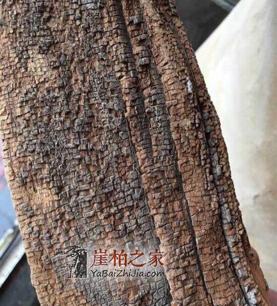 什么是崖柏落崖料?-1