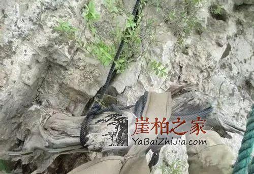 崖柏价格三、四年内竟然翻百倍?是炒作还是崖柏魅力所致-1