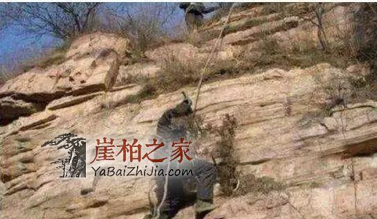 崖柏价格三、四年内竟然翻百倍?是炒作还是崖柏魅力所致-2