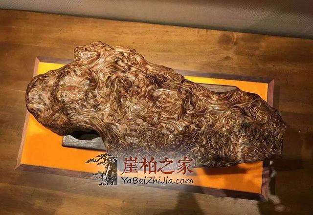 崖柏价格三、四年内竟然翻百倍?是炒作还是崖柏魅力所致-5