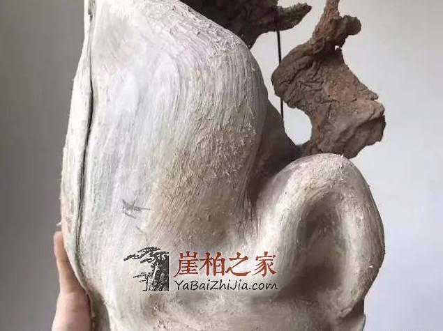 崖柏之家教你如何正确的挑选崖柏“毛料”-4