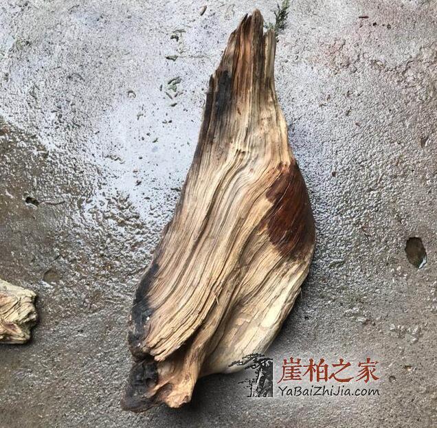 什么是崖柏雷击木?为你揭开崖柏雷击木的神秘面纱-1