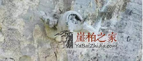 这5种“崖柏”是假货,柏友们一定要谨慎!-1