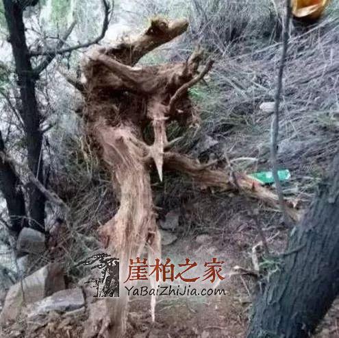 这5种“崖柏”是假货,柏友们一定要谨慎!-3