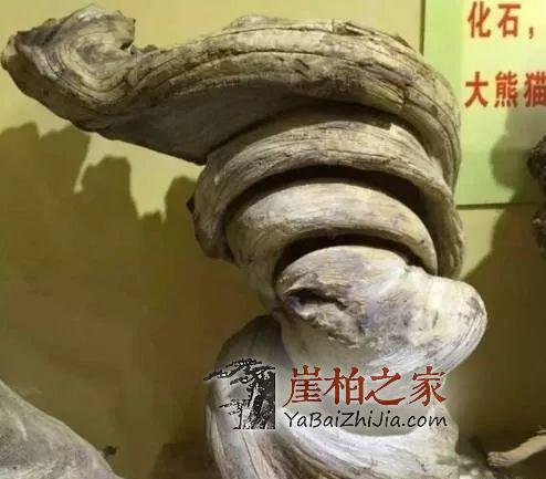 这5种“崖柏”是假货,柏友们一定要谨慎!-2