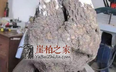 这5种“崖柏”是假货,柏友们一定要谨慎!-7