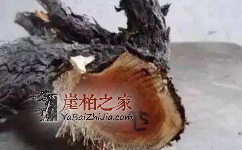 这5种“崖柏”是假货,柏友们一定要谨慎!-4