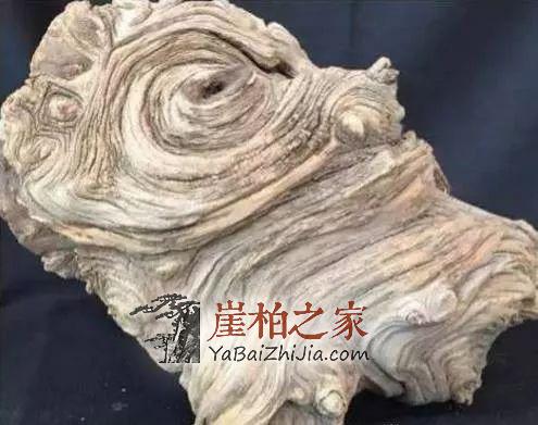 这5种“崖柏”是假货,柏友们一定要谨慎!-6