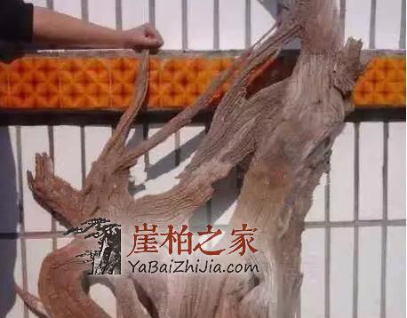 做崖柏手串该如何选料?别急,崖柏之家教你-3