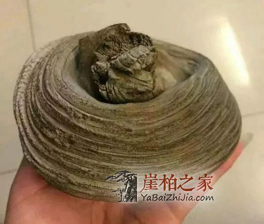 崖柏的“油性”决定了崖柏的品质-4