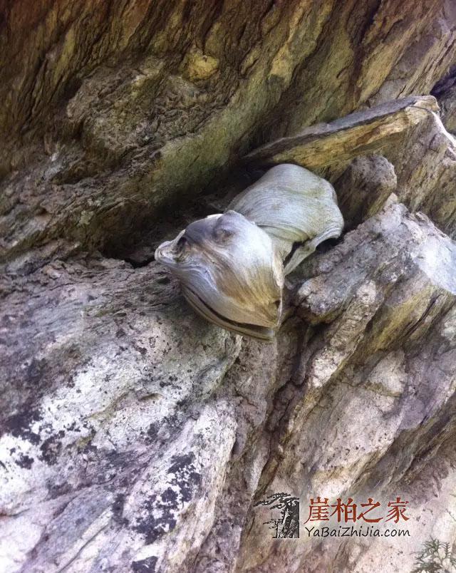 崖柏的“油性”决定了崖柏的品质-6