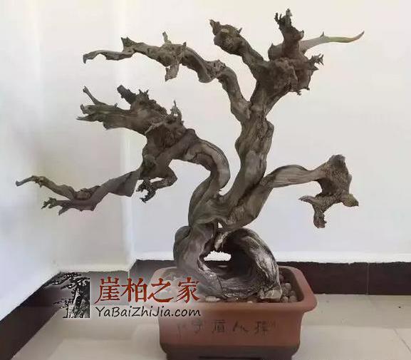 干货:崖柏开裂的原因以及崖柏开裂修复小技巧-1