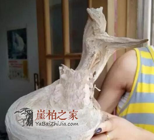 干货:崖柏开裂的原因以及崖柏开裂修复小技巧-2