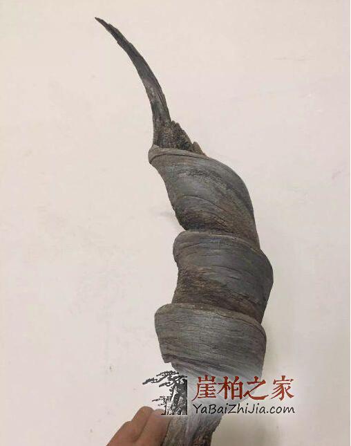 崖柏收藏不简单,一不小心就会买到土柏、坡柏!-2