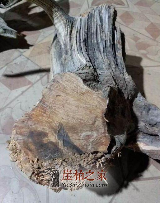 崖柏收藏不简单,一不小心就会买到土柏、坡柏!-8