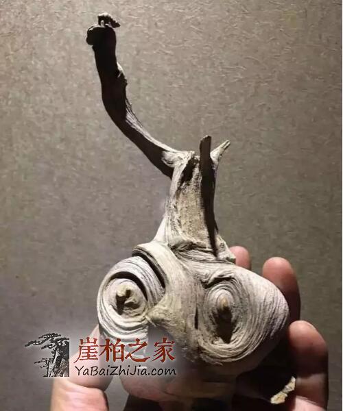 2018年崖柏行情:精品难求,价格攀高-3