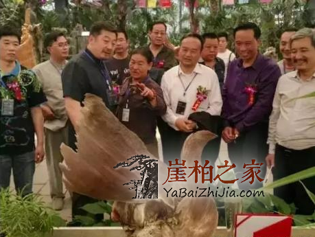 26.8万崖柏落地成交,2018年崖柏火热程度依然高涨!-2