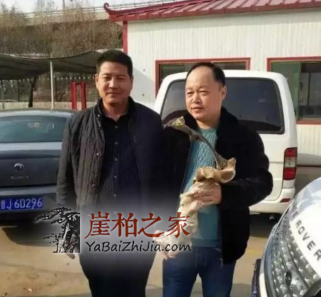 26.8万崖柏落地成交,2018年崖柏火热程度依然高涨!-4