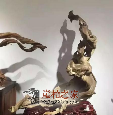 26.8万崖柏落地成交,2018年崖柏火热程度依然高涨!-7