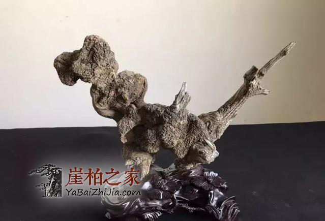 “以玩养玩”,这是玩赚崖柏的最好方式!-4