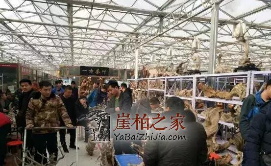 崖柏在不知不觉中竟成了人们“炫富”的资本!-2
