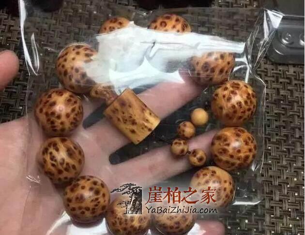 回南天到了,崖柏长毛怎么办?-3