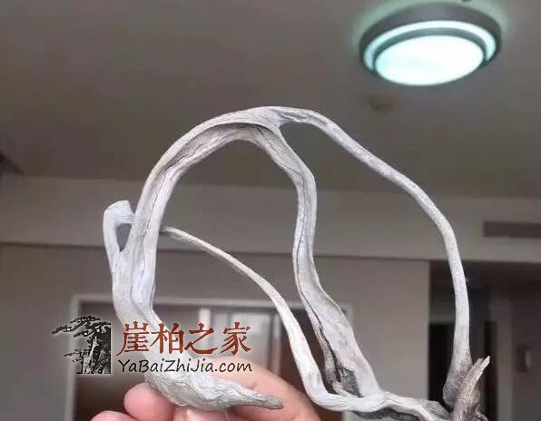 这年头,再不收藏一件崖柏就晚了!-3