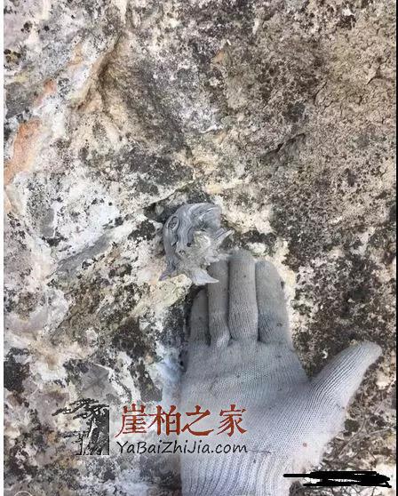 什么是崖柏?这是我见过最好的回答!-2