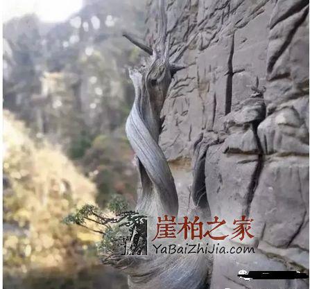 什么是崖柏?这是我见过最好的回答!-1
