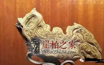 什么是崖柏?这是我见过最好的回答!-3