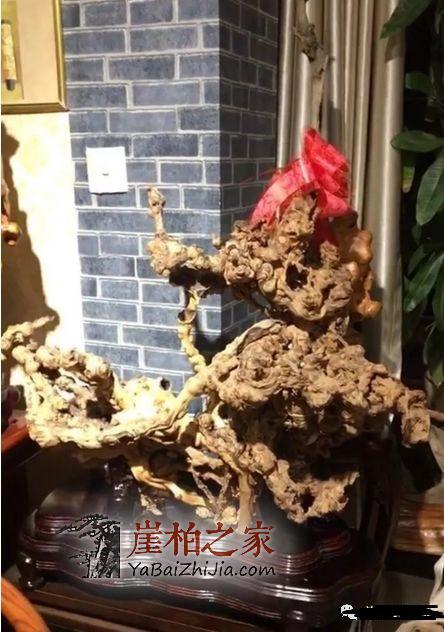 什么是崖柏?这是我见过最好的回答!-5