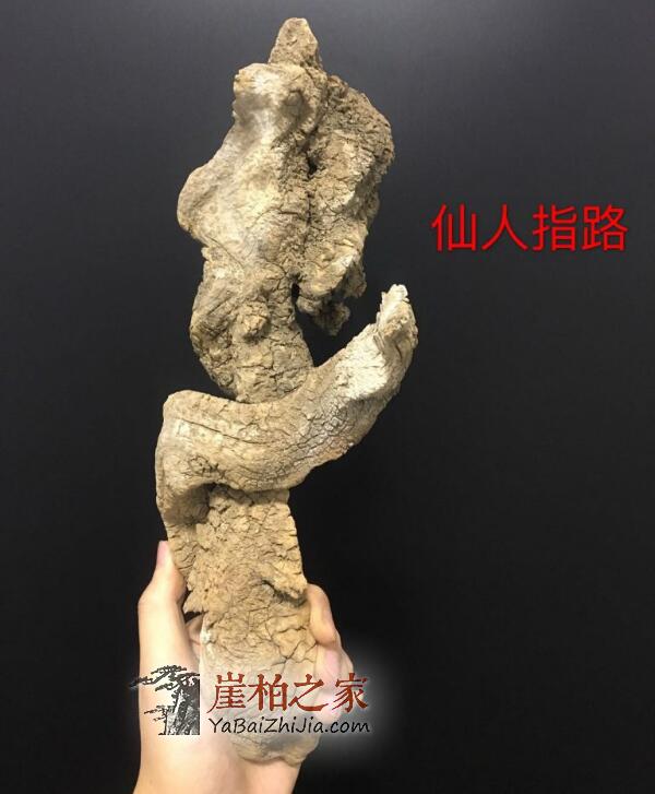 现实业态下我们还能继续收藏崖柏吗?-1