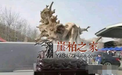 为什么老玩家追求完整无伤的崖柏！-1