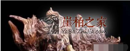 为什么老玩家追求完整无伤的崖柏!-3
