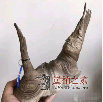 为什么老玩家追求完整无伤的崖柏!-5