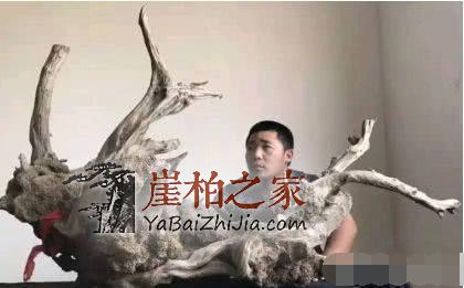 为什么老玩家追求完整无伤的崖柏!-2
