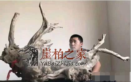 为什么老玩家追求完整无伤的崖柏！-2