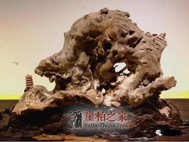 太原崖柏展爆26万后,崖柏未来走向如何?-2