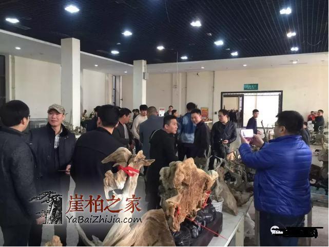 太原崖柏展爆26万后,崖柏未来走向如何?-5