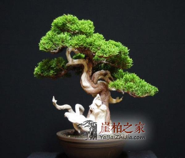 崖柏盆栽:玩崖柏的最高境界-1