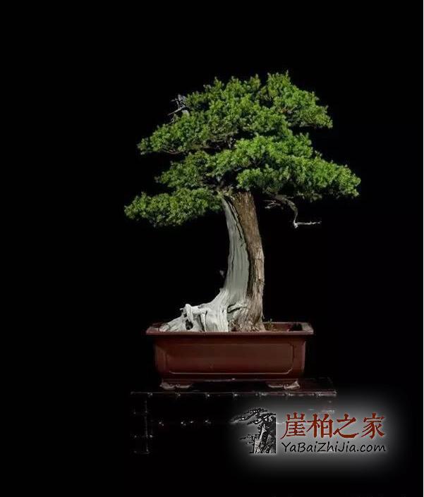 崖柏盆栽:玩崖柏的最高境界-2