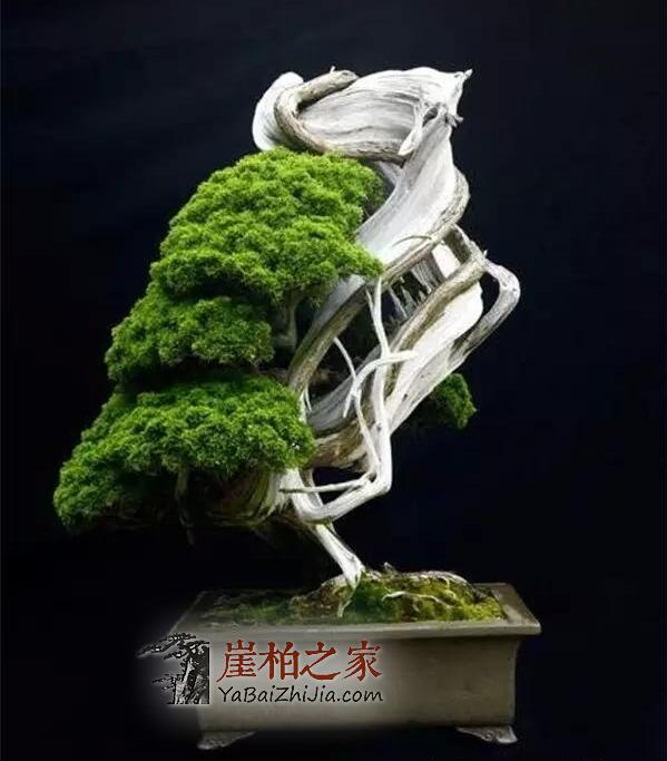 崖柏盆栽:玩崖柏的最高境界-3