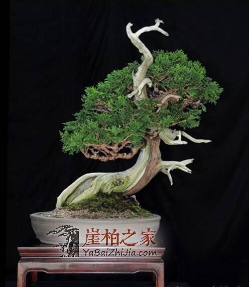崖柏盆栽:玩崖柏的最高境界-4
