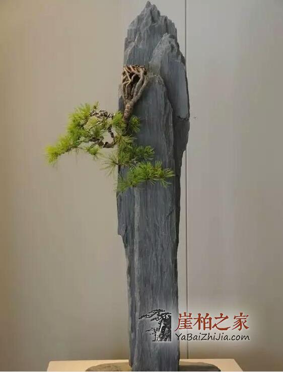 崖柏盆栽:玩崖柏的最高境界-6