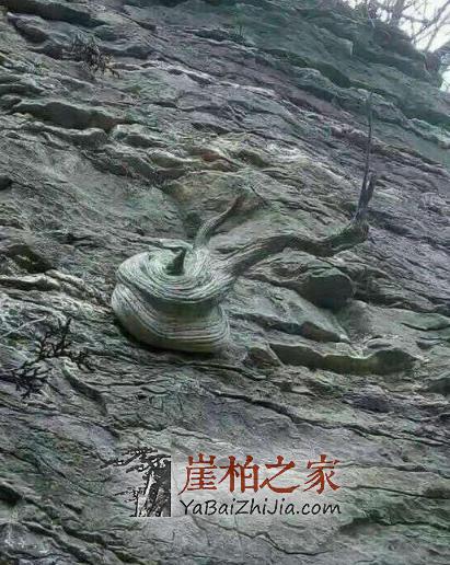 崖柏:千世万载孤寂入我禅-2