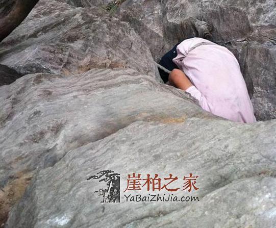 图文直播,在悬崖缝隙中挖天价崖柏的村民-1