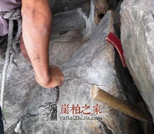 图文直播,在悬崖缝隙中挖天价崖柏的村民-3