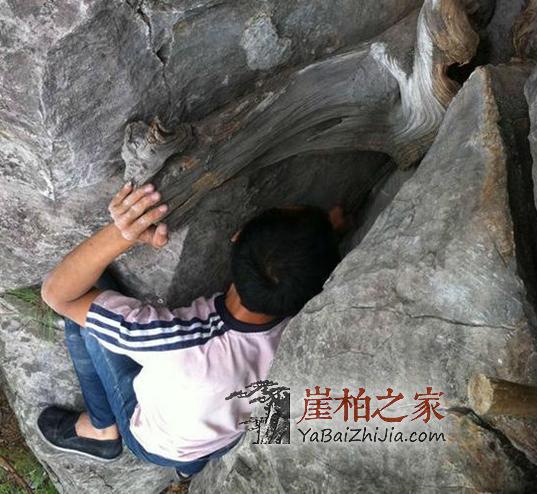 图文直播,在悬崖缝隙中挖天价崖柏的村民-5
